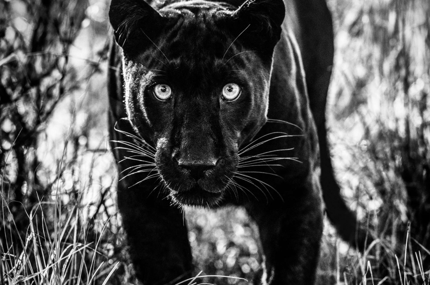 David Yarrow - Leonhard's Gallery